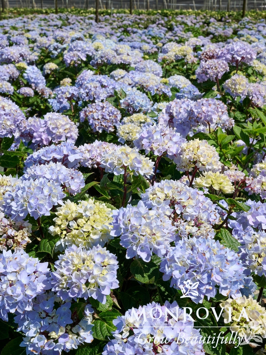 Hydrangea Macrophylla | Blue Enchantress®