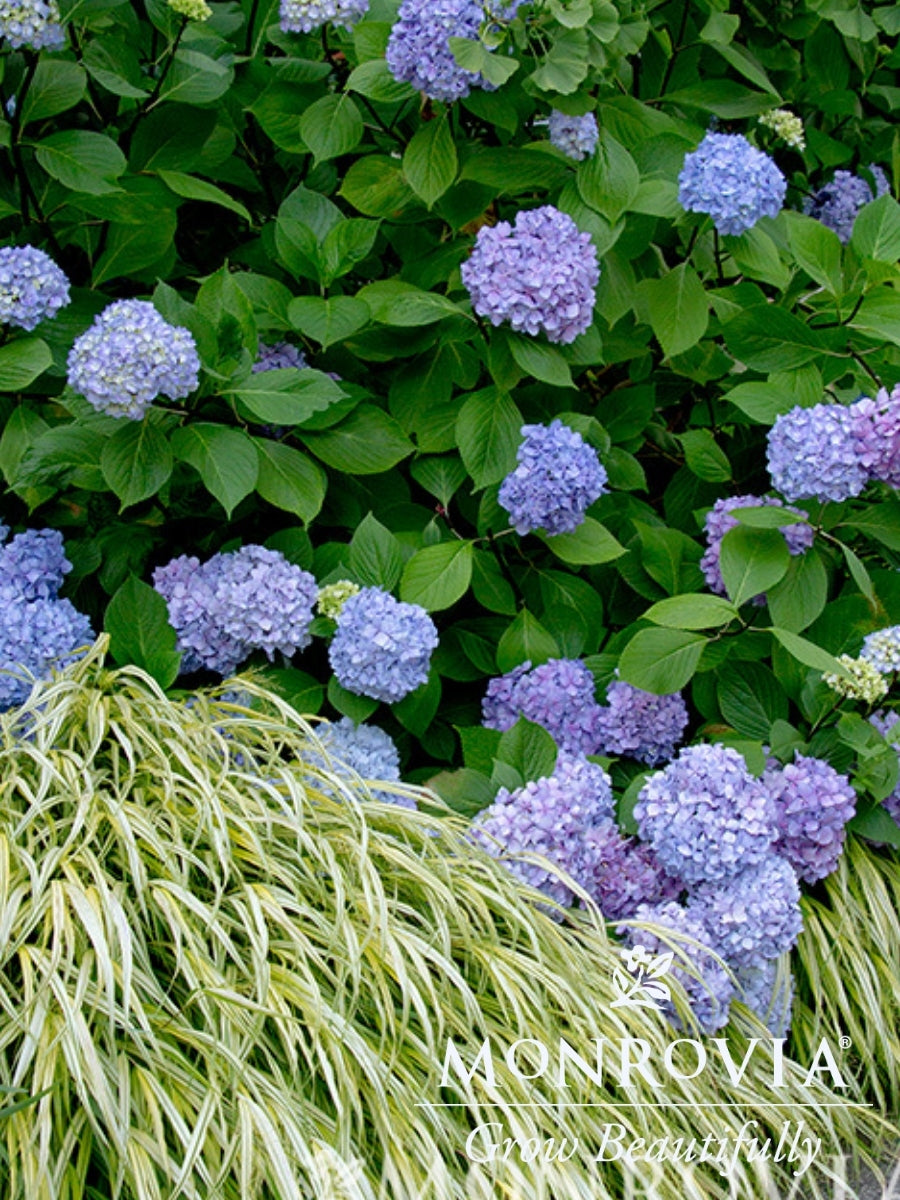 Hydrangea Macrophylla | Blue Enchantress®