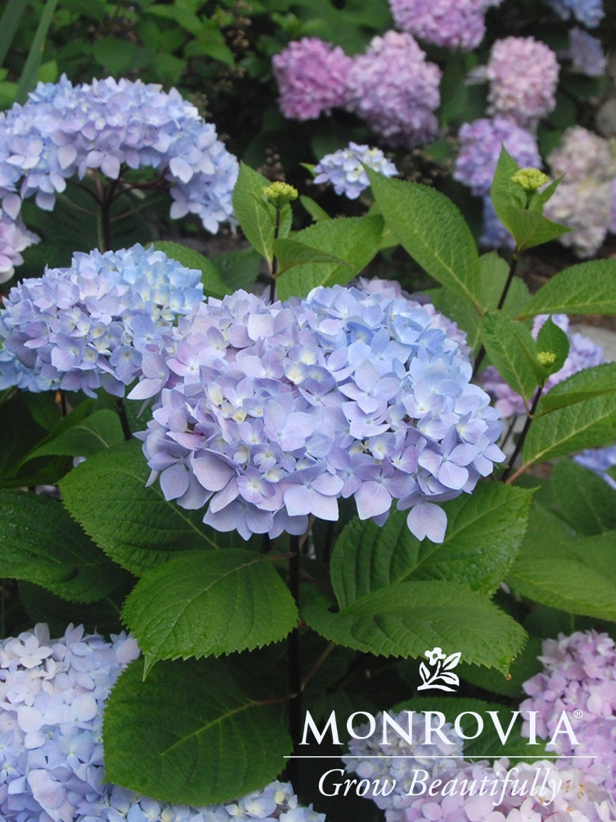 Hydrangea Macrophylla | Blue Enchantress®