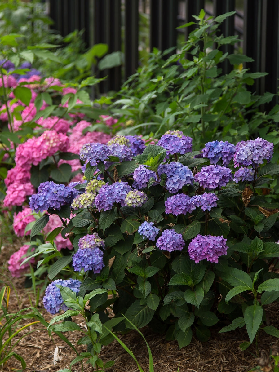 Hydrangea Macrophylla |  Endless Summer® Bloomstruck® Reblooming