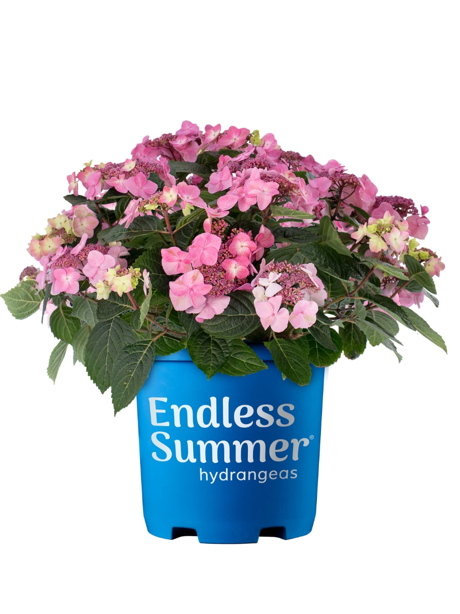 スポーツトイ・アクショントイ hydrangea haworthia Hydrangea Macrophylla | Endless Summer® Pop Star® 2G – Watson's