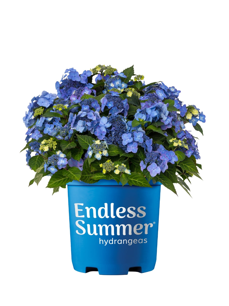 Hydrangea Macrophylla | Endless Summer® Pop Star® 2G – Watson's