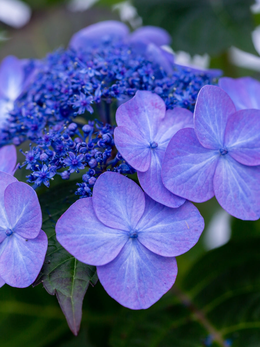 Hydrangea Macrophylla | Endless Summer® Pop Star® 2G – Watson's