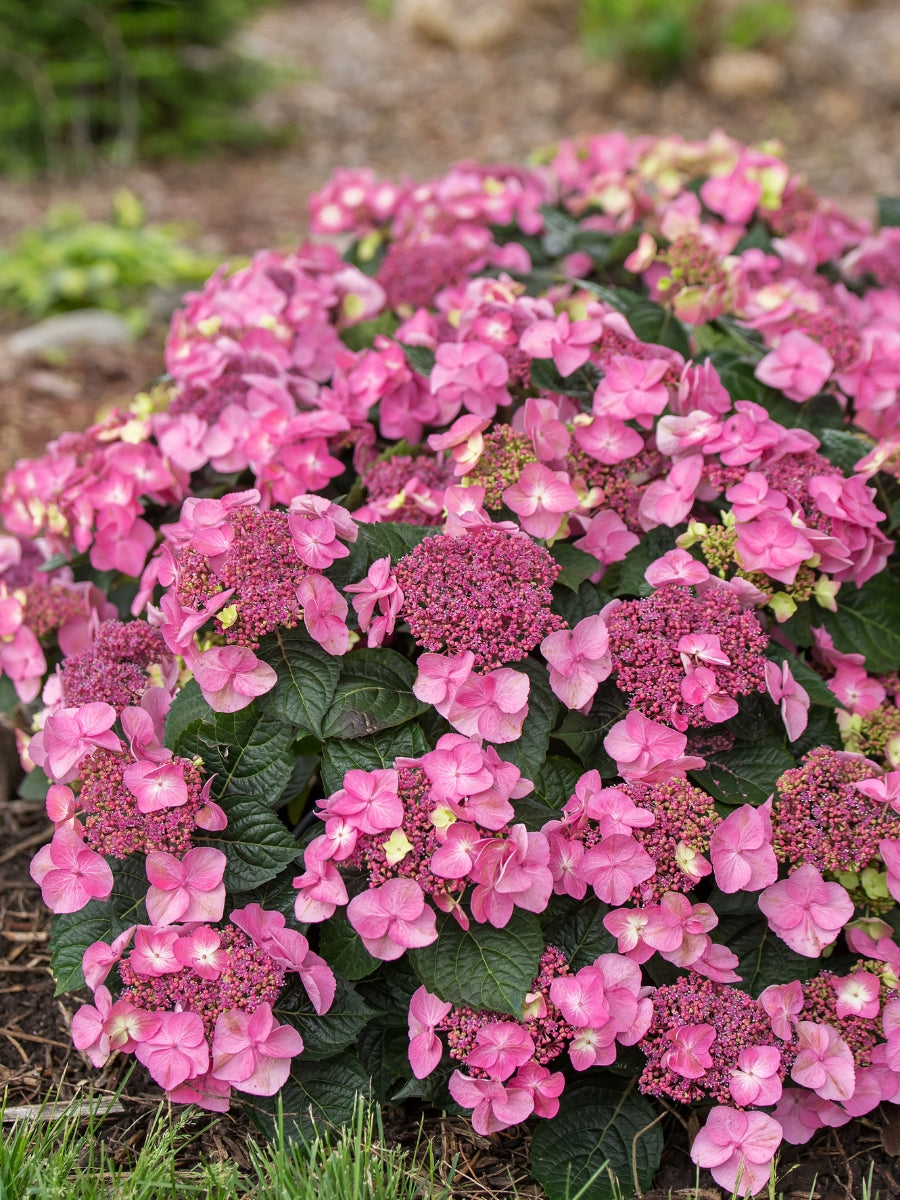 Hydrangea Macrophylla | Endless Summer® Pop Star® 2G – Watson's