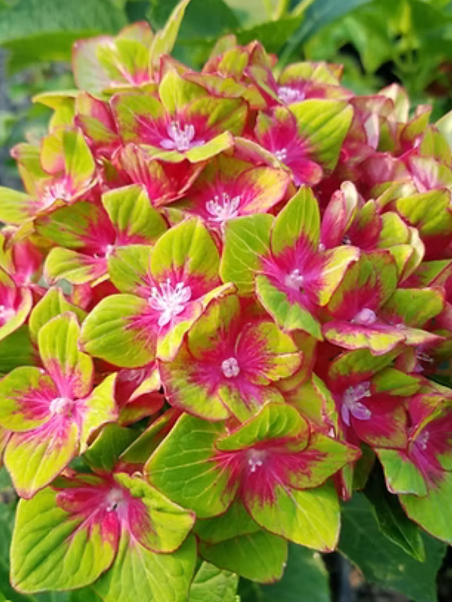 Hydrangea Macrophylla | Pistachio