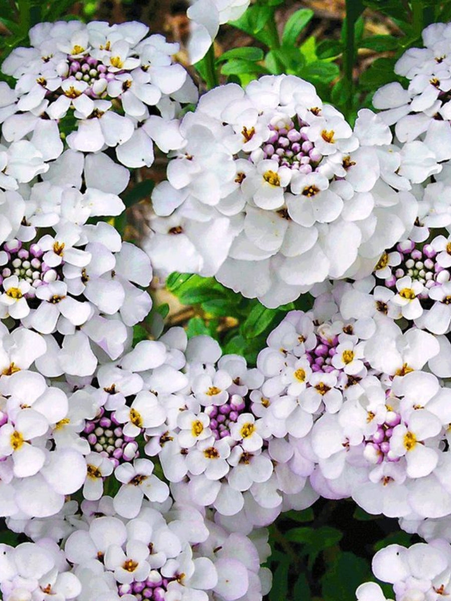 Iberis 'Masterpiece' Qt.