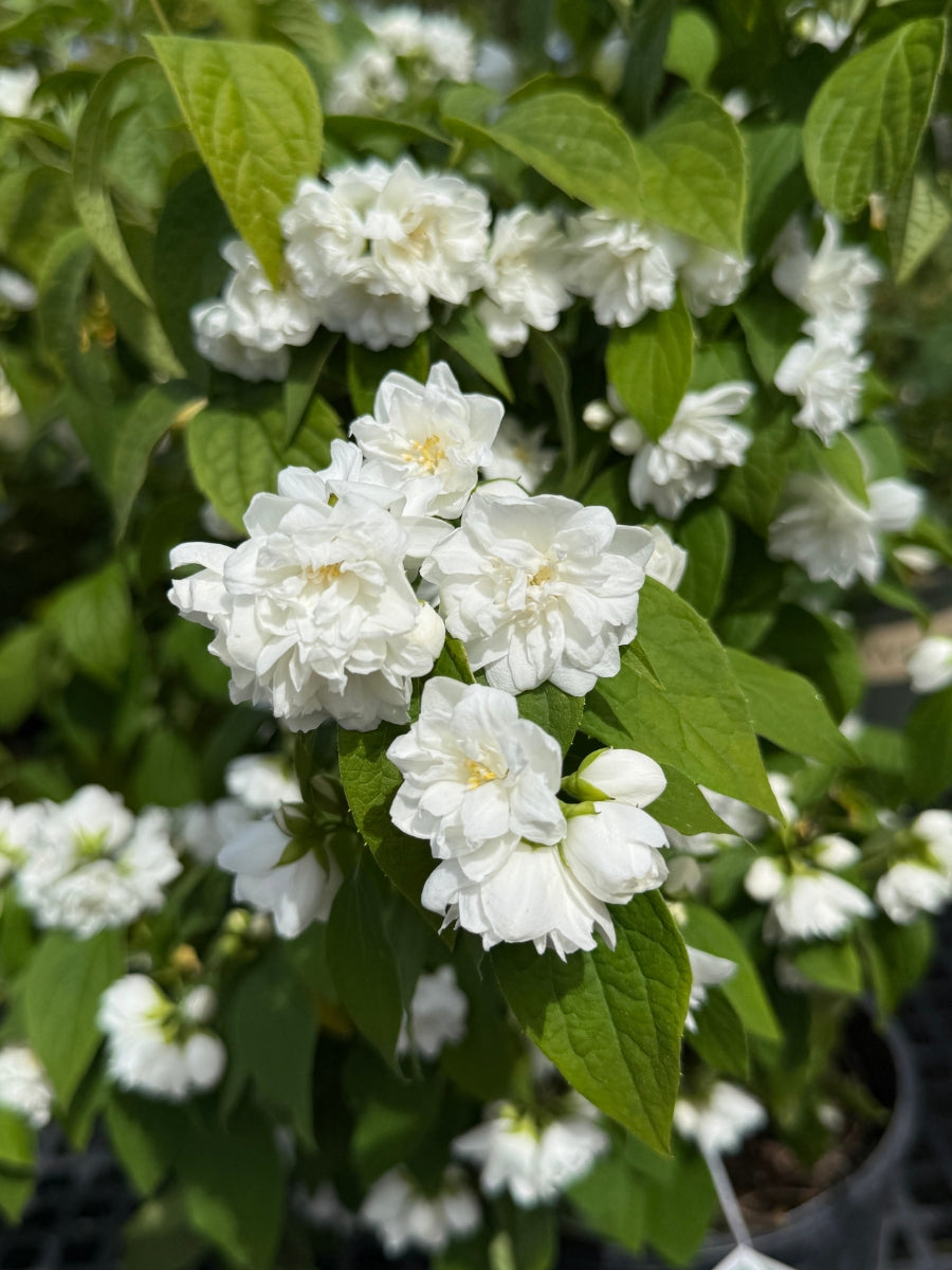 'Illuminati Spice' Mock Orange 2G