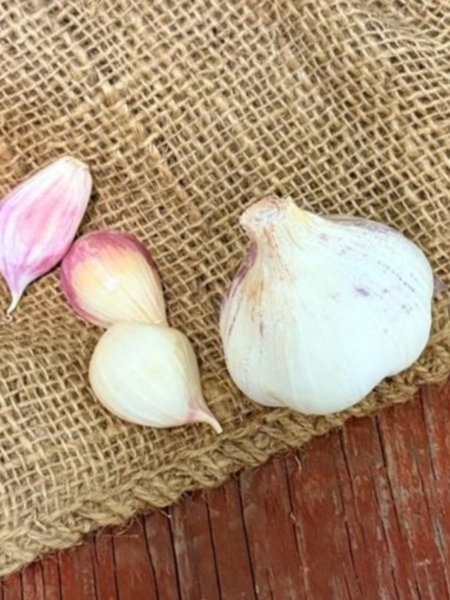 Garlic Softneck 'Inchelium Red' - Edible Bulb