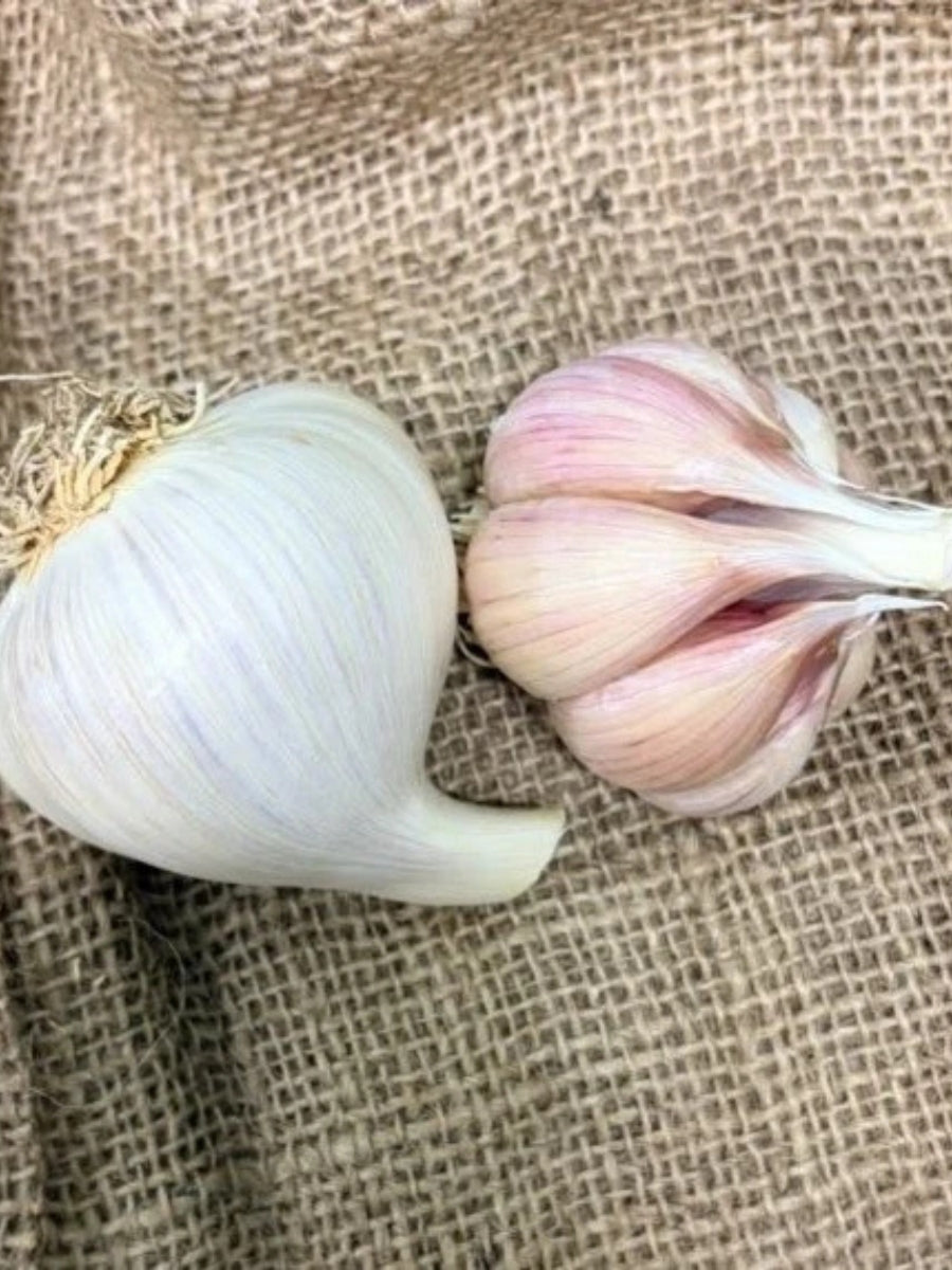 Garlic Hardneck 'Iowa German White' - Edible Bulb