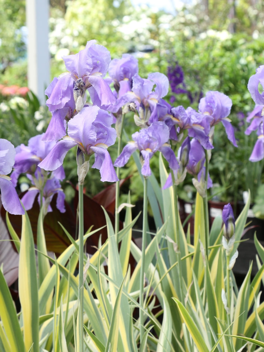 Iris pallida 'Aurea Variegata' 1G