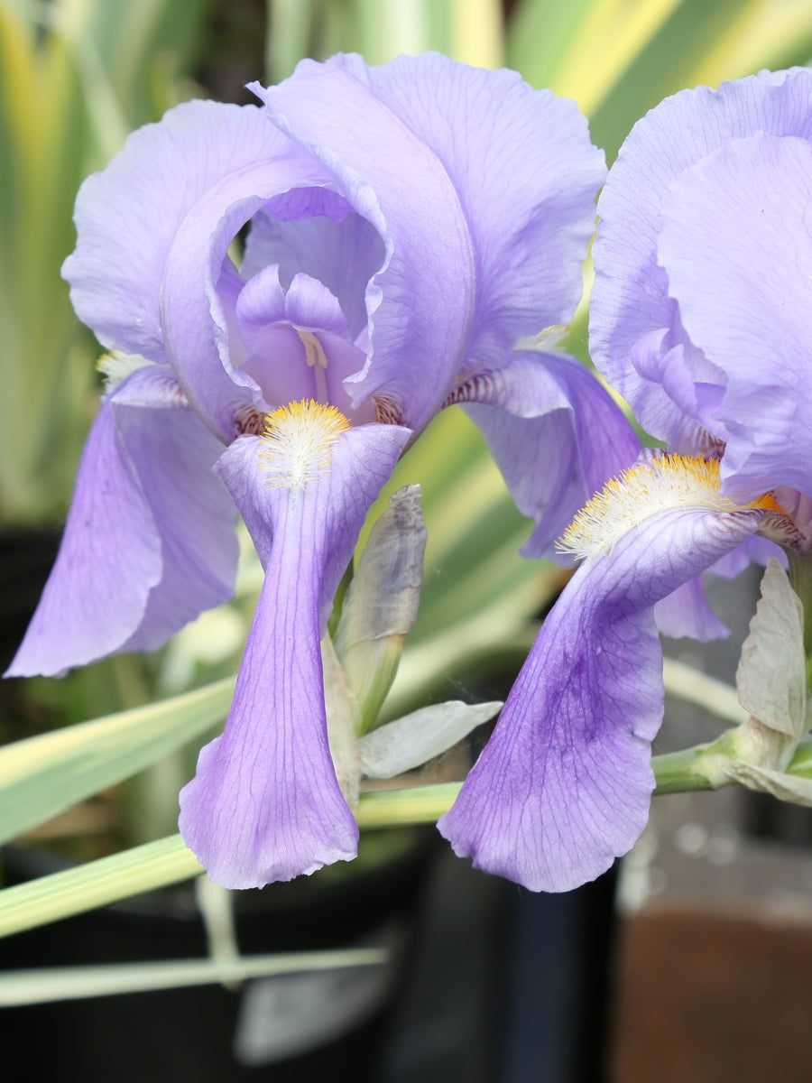 Iris pallida 'Aurea Variegata' 1G