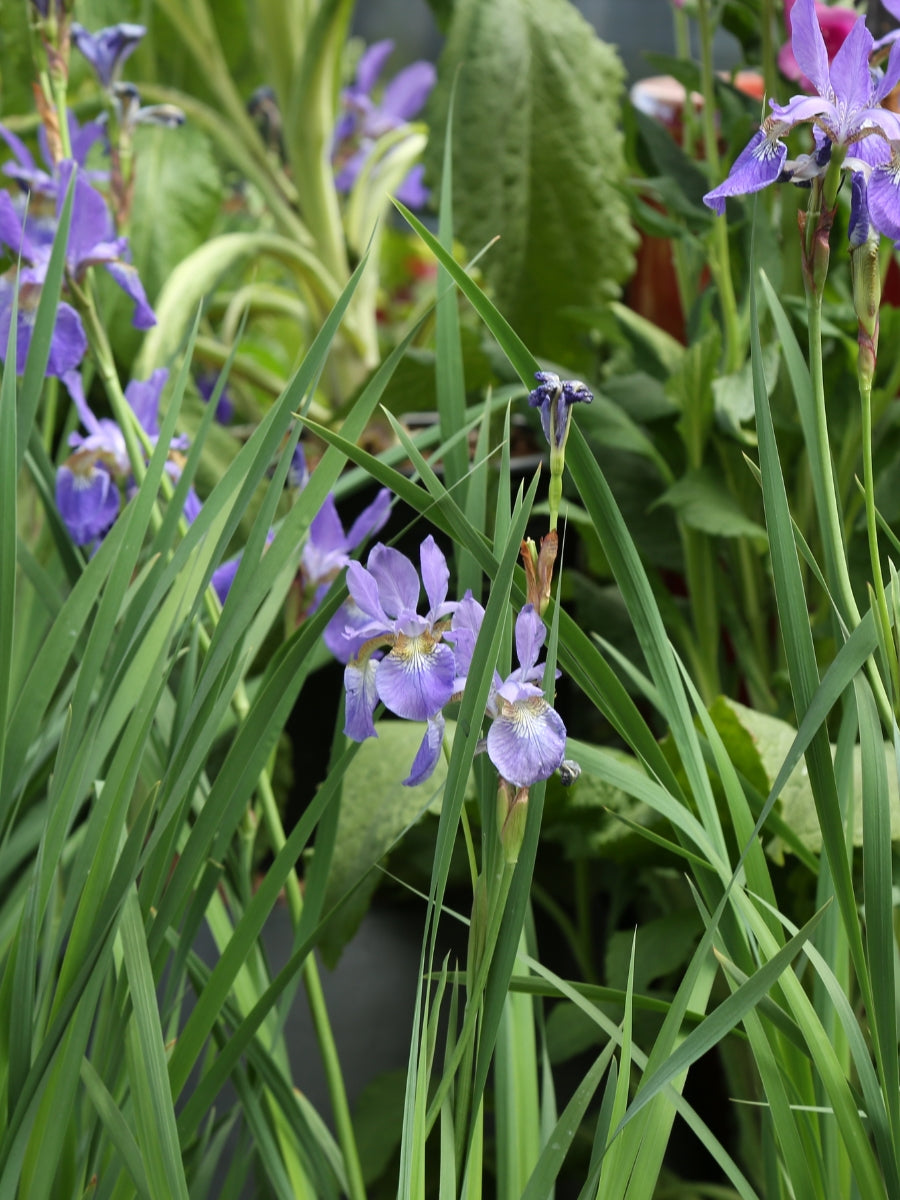 Iris sibirica 'Caesar's Brother' 1G