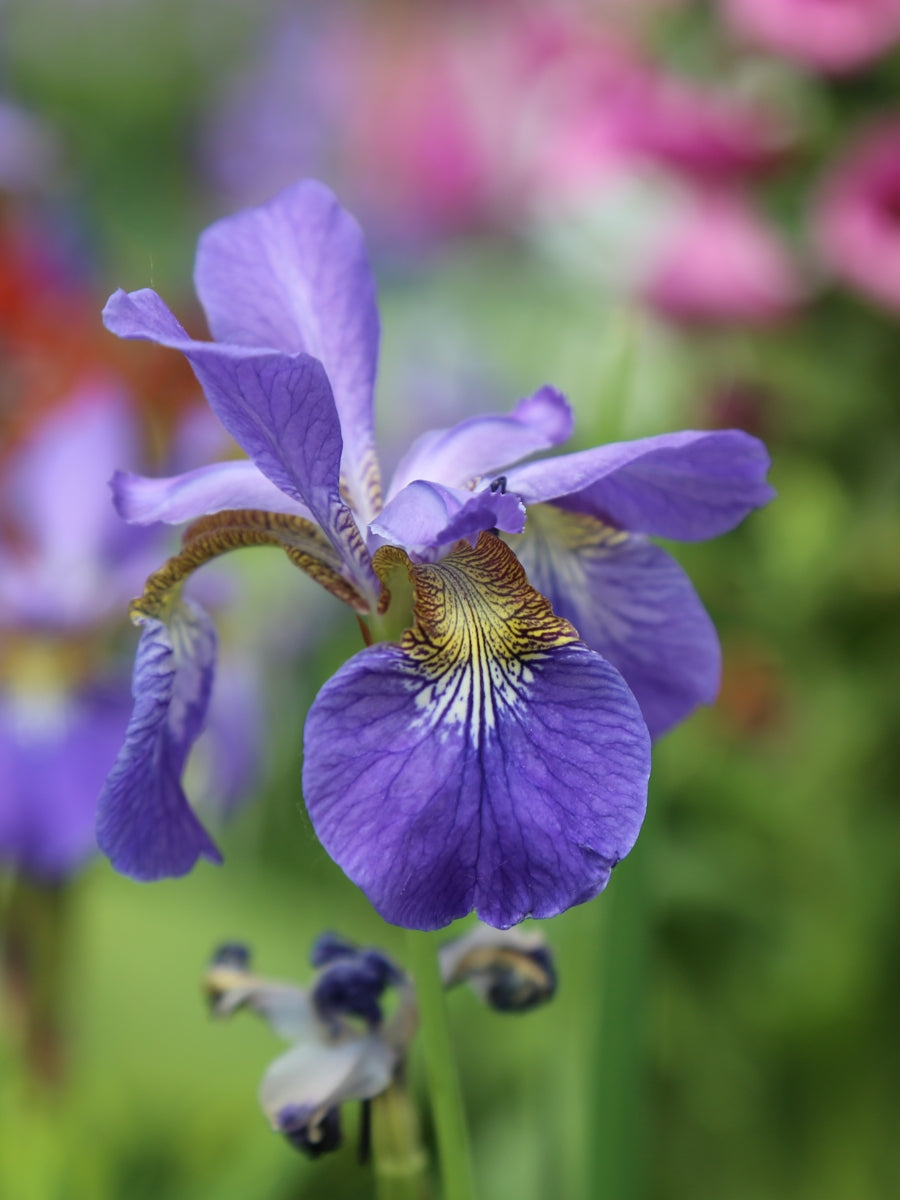 Iris sibirica 'Caesar's Brother' 1G