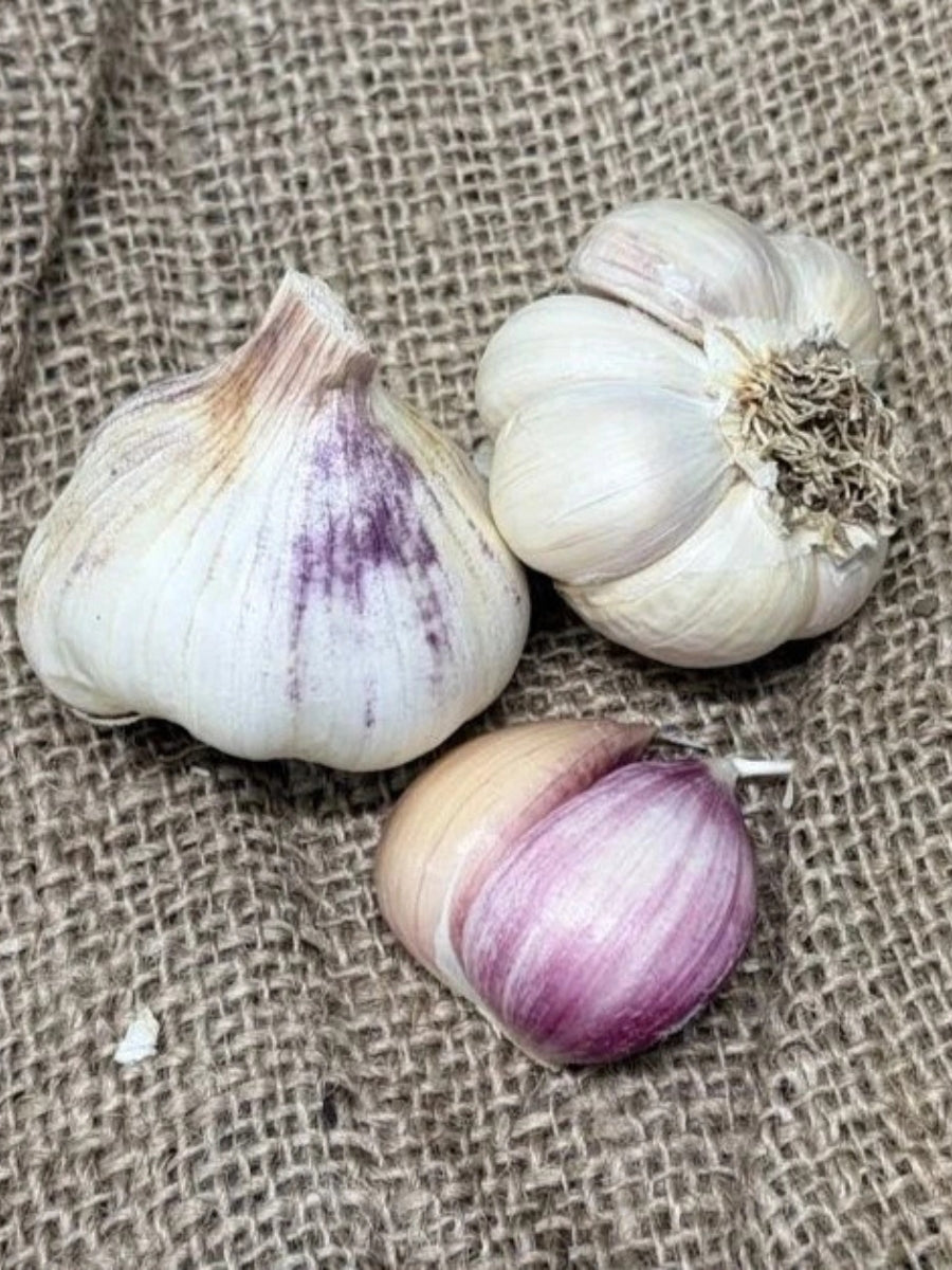 Garlic Softneck 'Island Star' - Edible Bulb