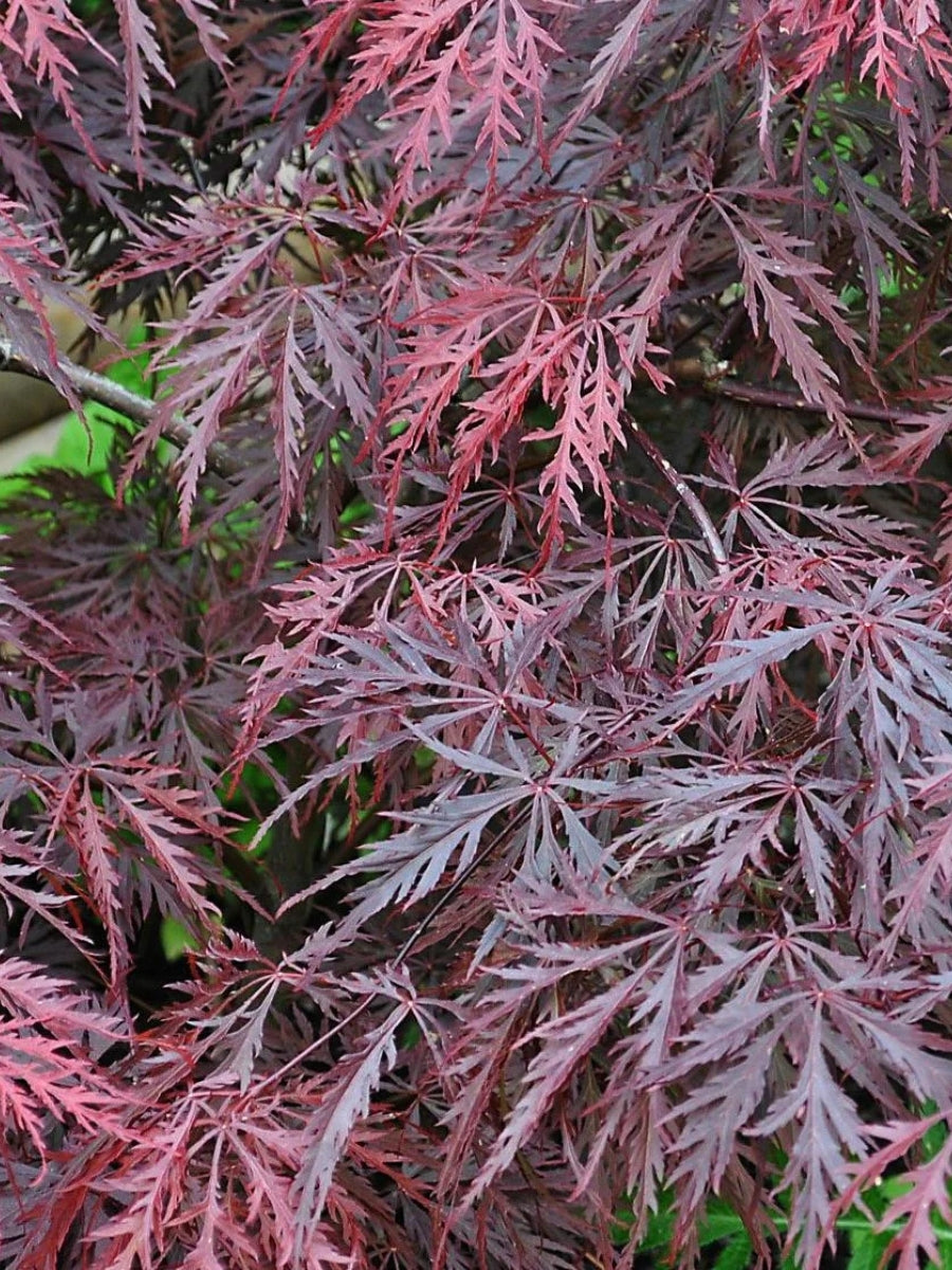 Japanese Maple | Acer palmatum 'Crimson Queen' 1G