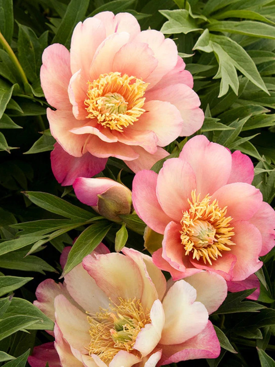 Peony 'Itoh Julia Rose' 5G