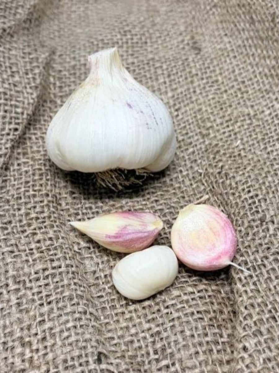 Garlic Softneck 'Kettle River Giant' - Edible Bulb
