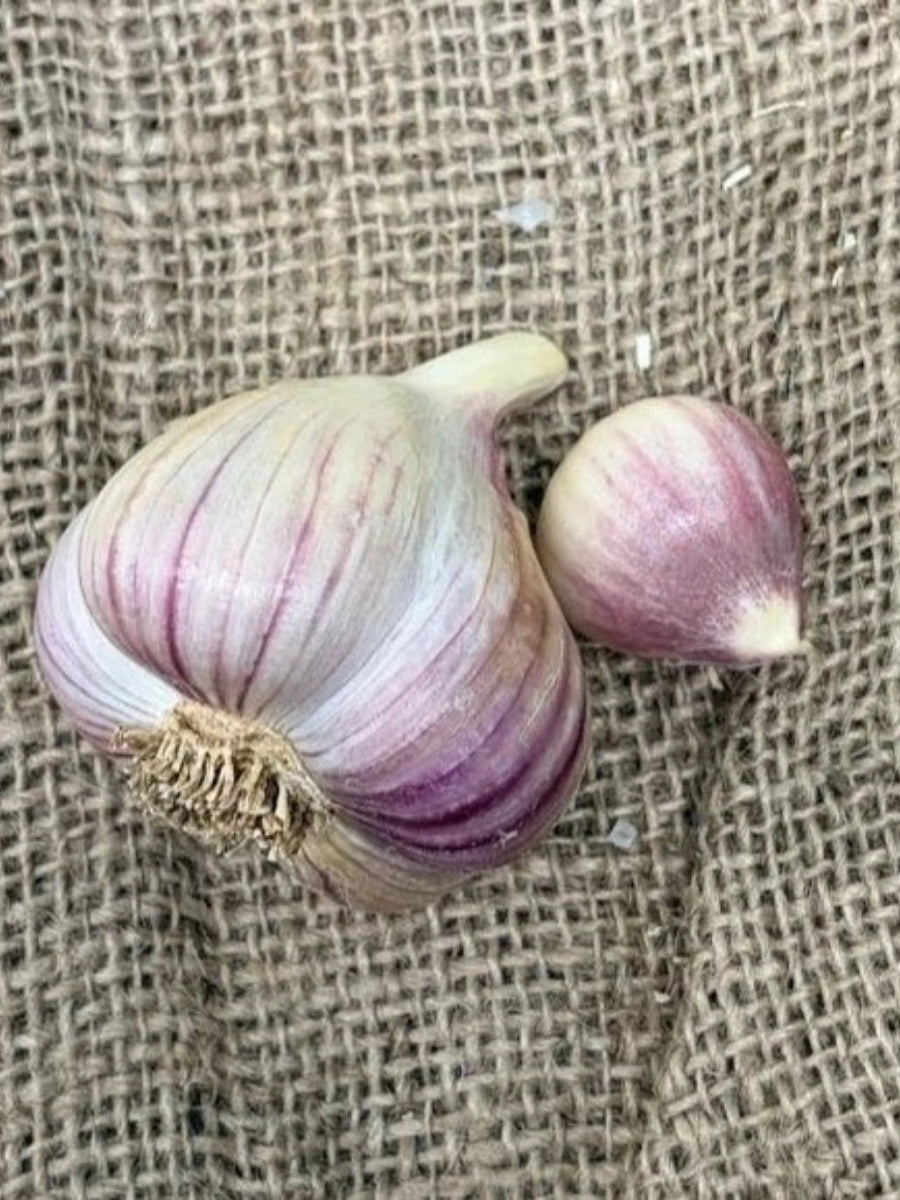 Garlic Hardneck 'Khabar' - Edible Bulb