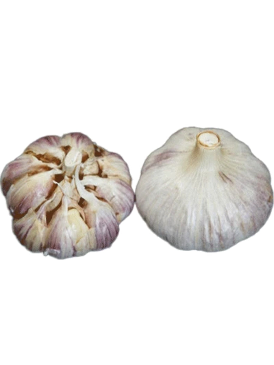 Garlic Hardneck 'Killarney Red' - Edible Bulb