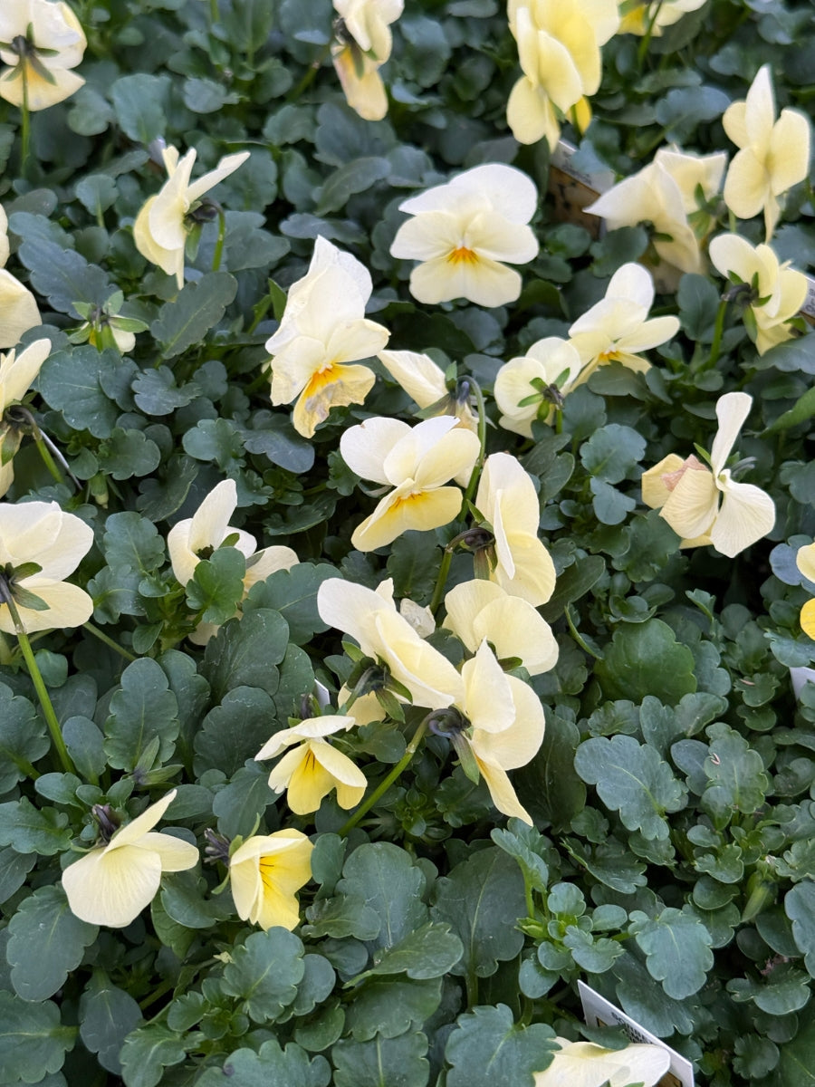 Violas