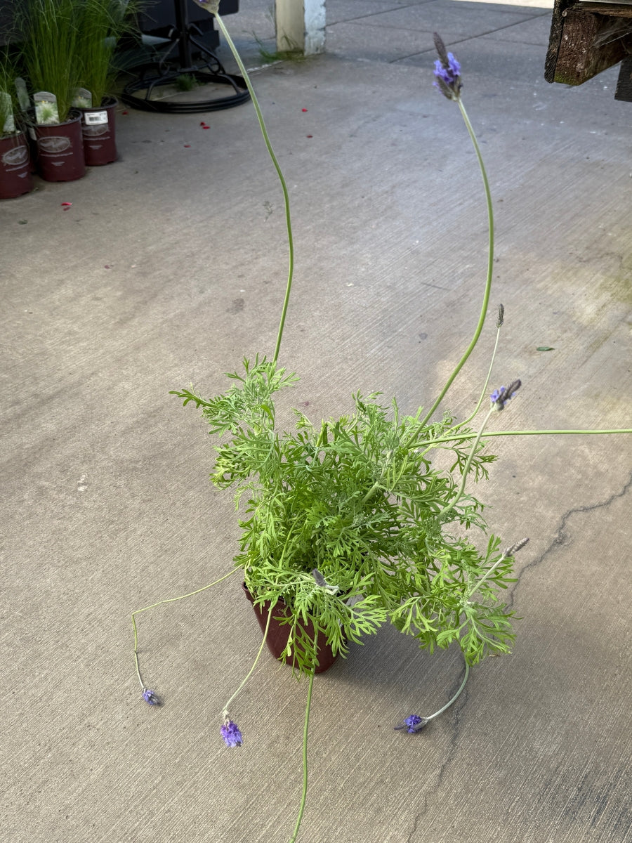 Fern Leaf Lavender Qt.