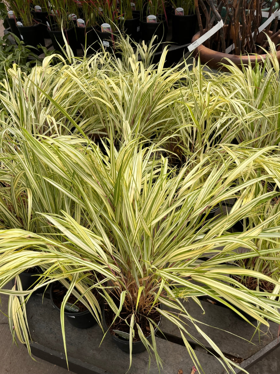Hakonechloa 'Lime Zest' 1G