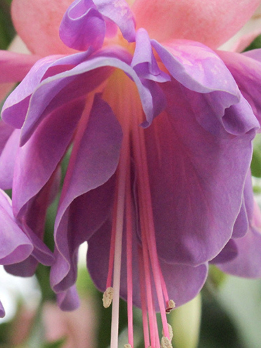 fuchsia hanging basket plants Fuchsia Basket