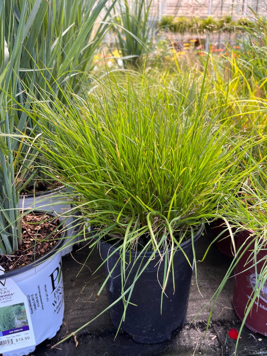 Fountain Grass Mini Pennisetum 'Little Bunny'