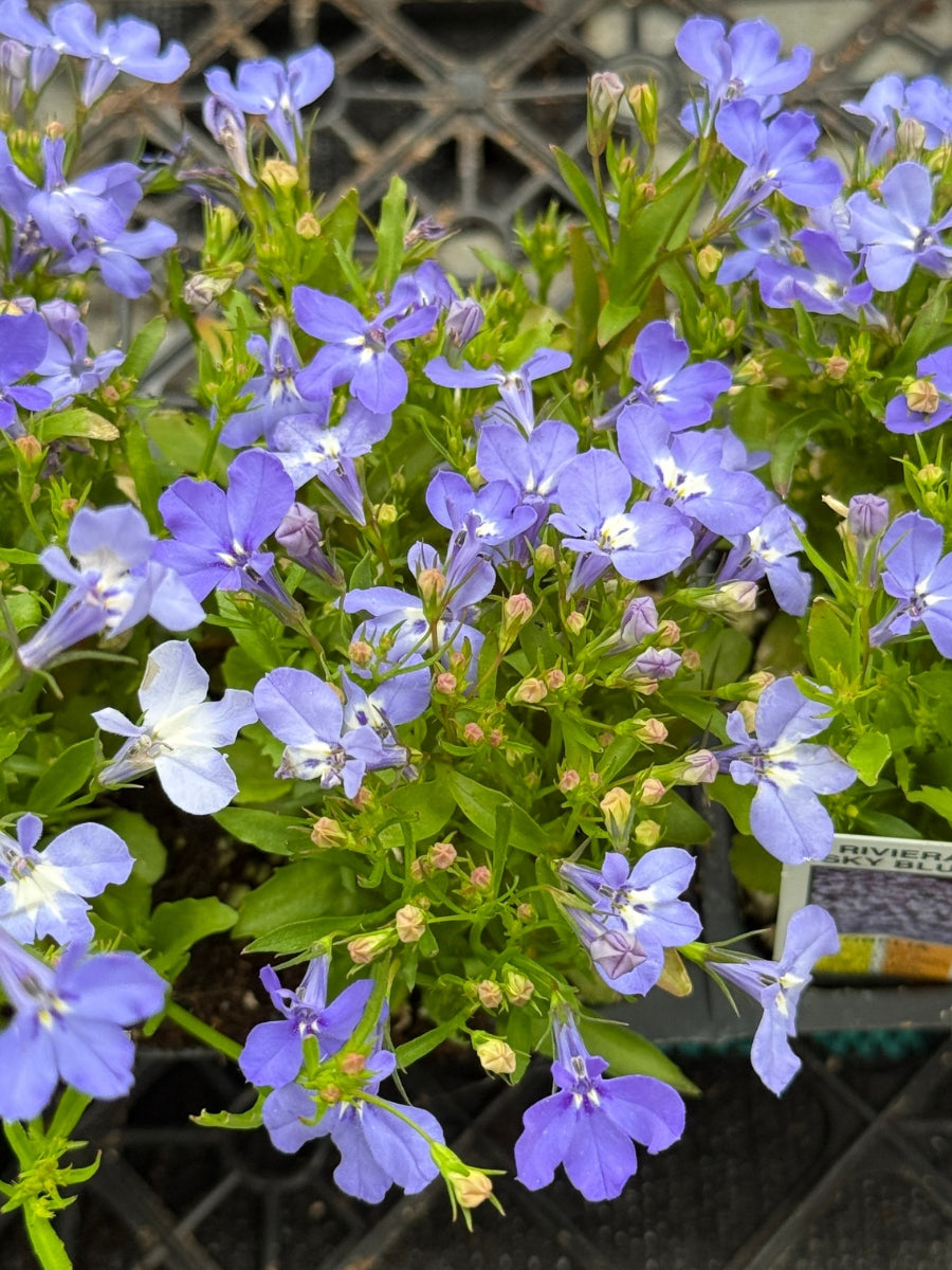 Lobelia 'Riviera Sky Blue' Pack