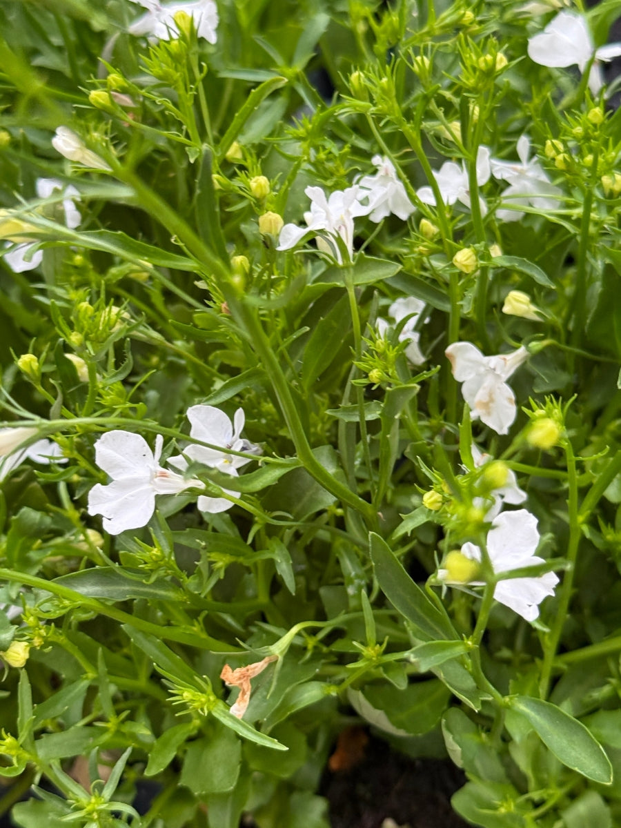 Lobelia 'Regatta White' Pack