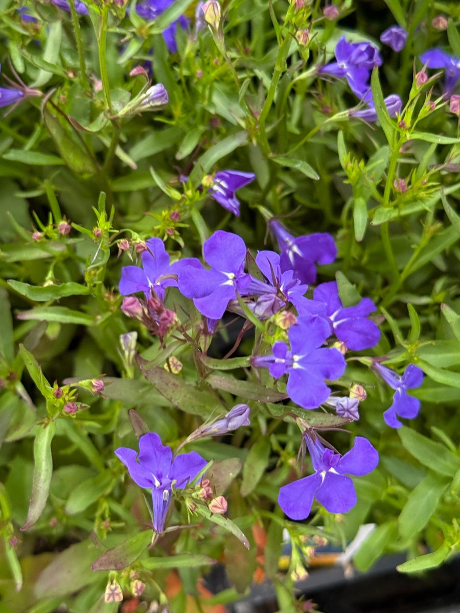 Lobelia Regatta Midnight Blue Pack