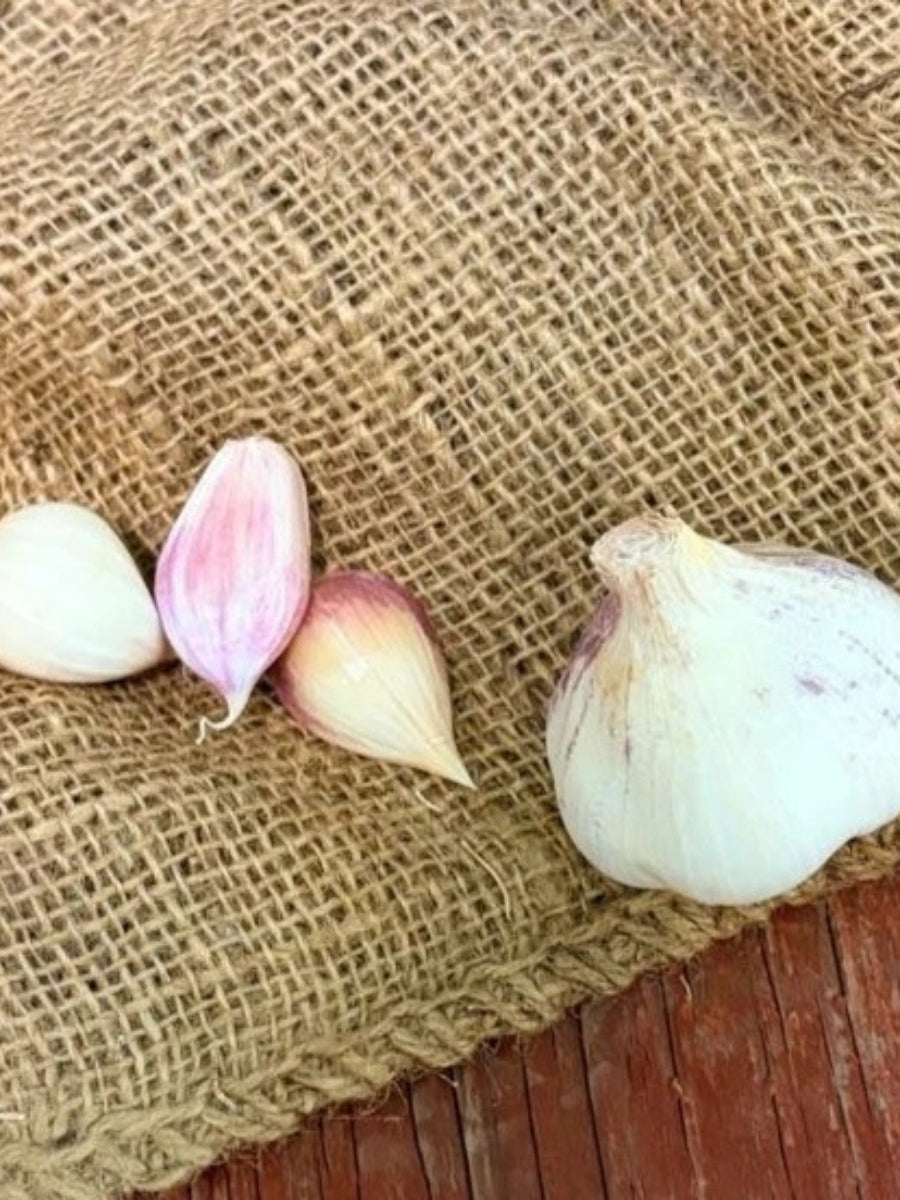 Garlic Softneck 'Lorz Italian' - Edible Bulb