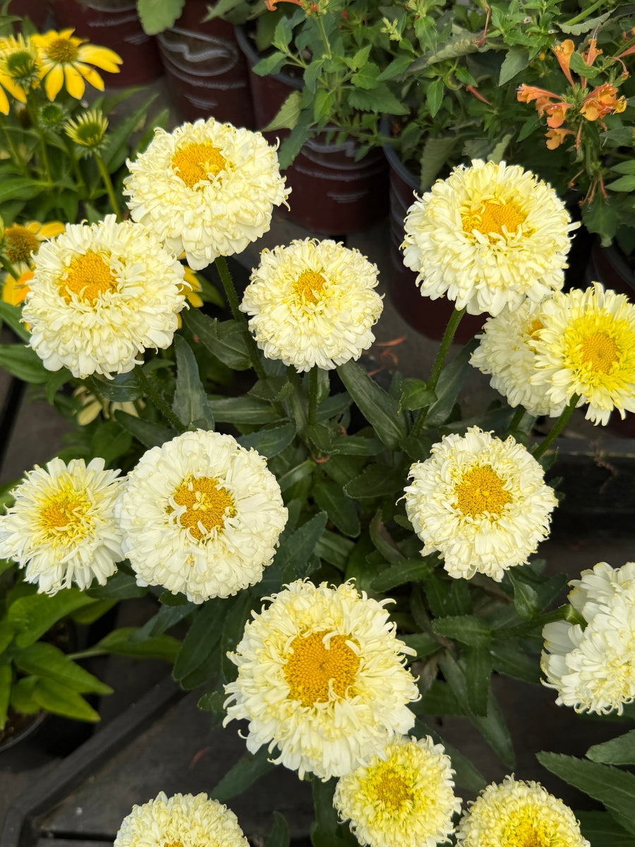Shasta Daisy 'Luna' 1G