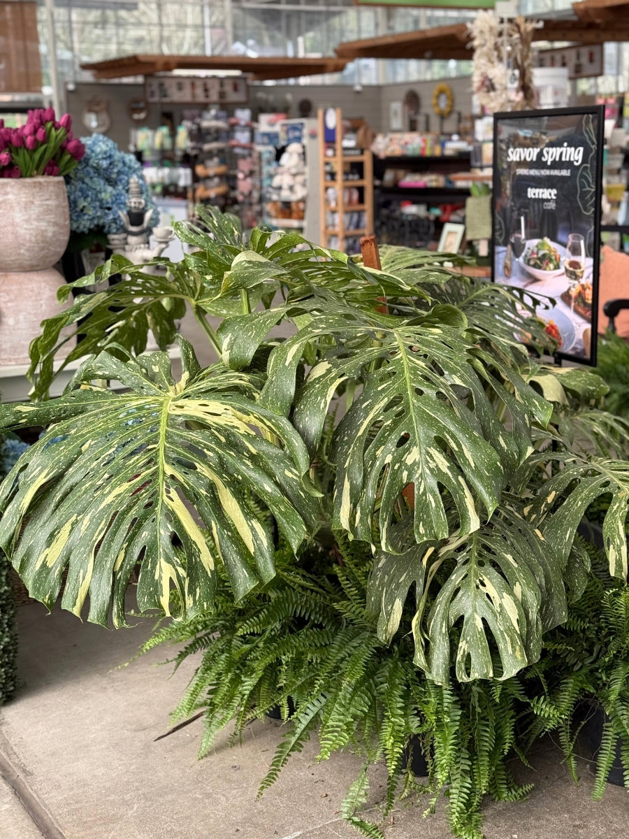 Monstera Deliciosa 'Thai Constellation' 20G