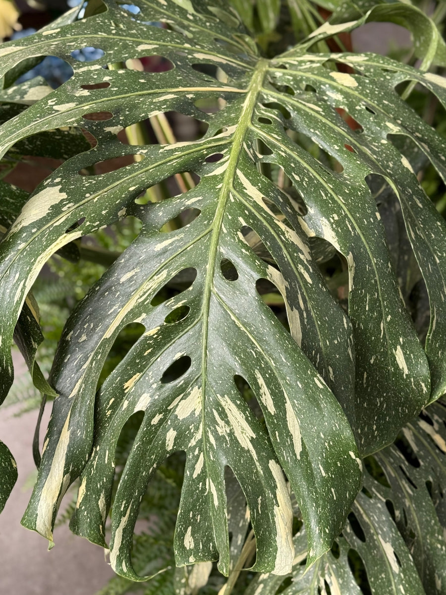 Monstera Deliciosa 'Thai Constellation' 20G