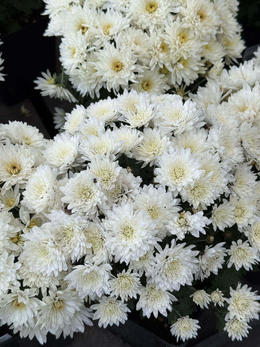 Mum 'Starburst White' 1G