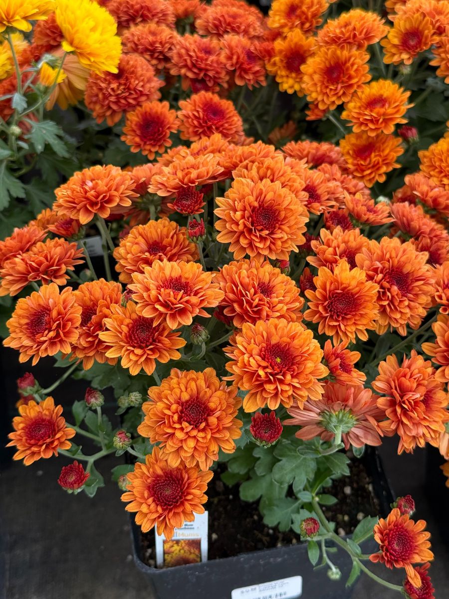 Watson's Greenhouse 
