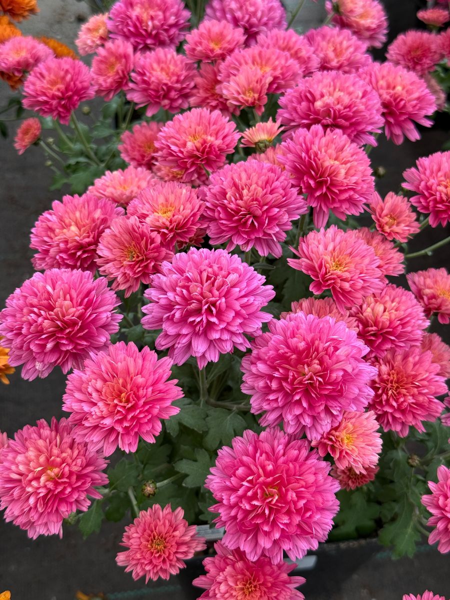Mum 'Flamingo Neon Pink'