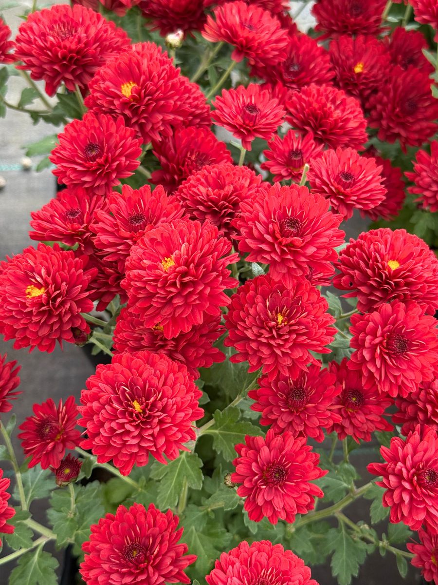 Mum ' Radiant Red'