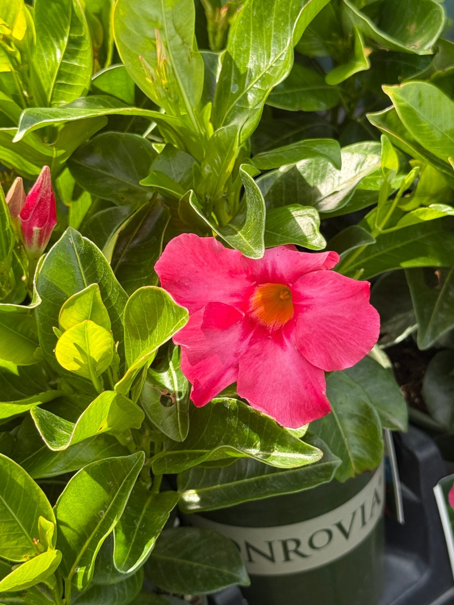 Mandevilla Coral Pink Qt.