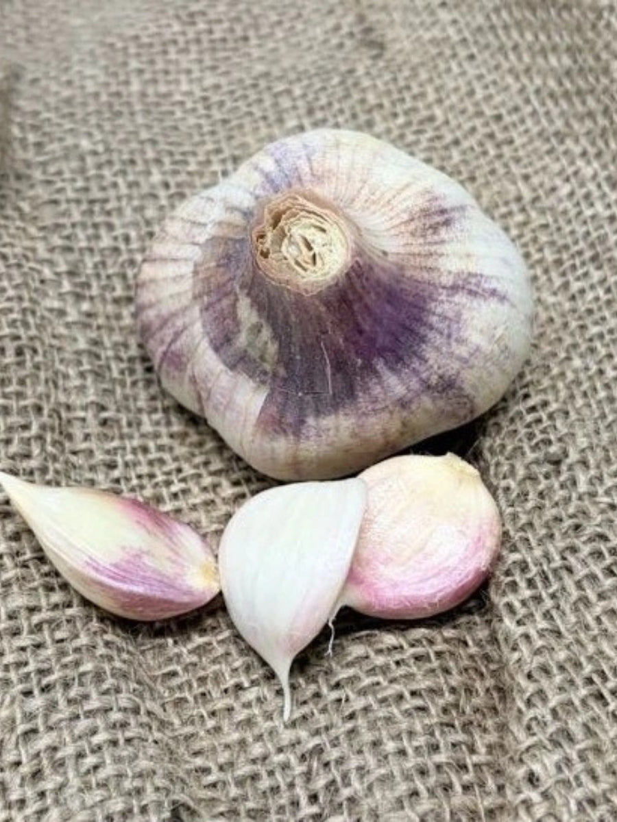 Garlic Bulb - Madrid