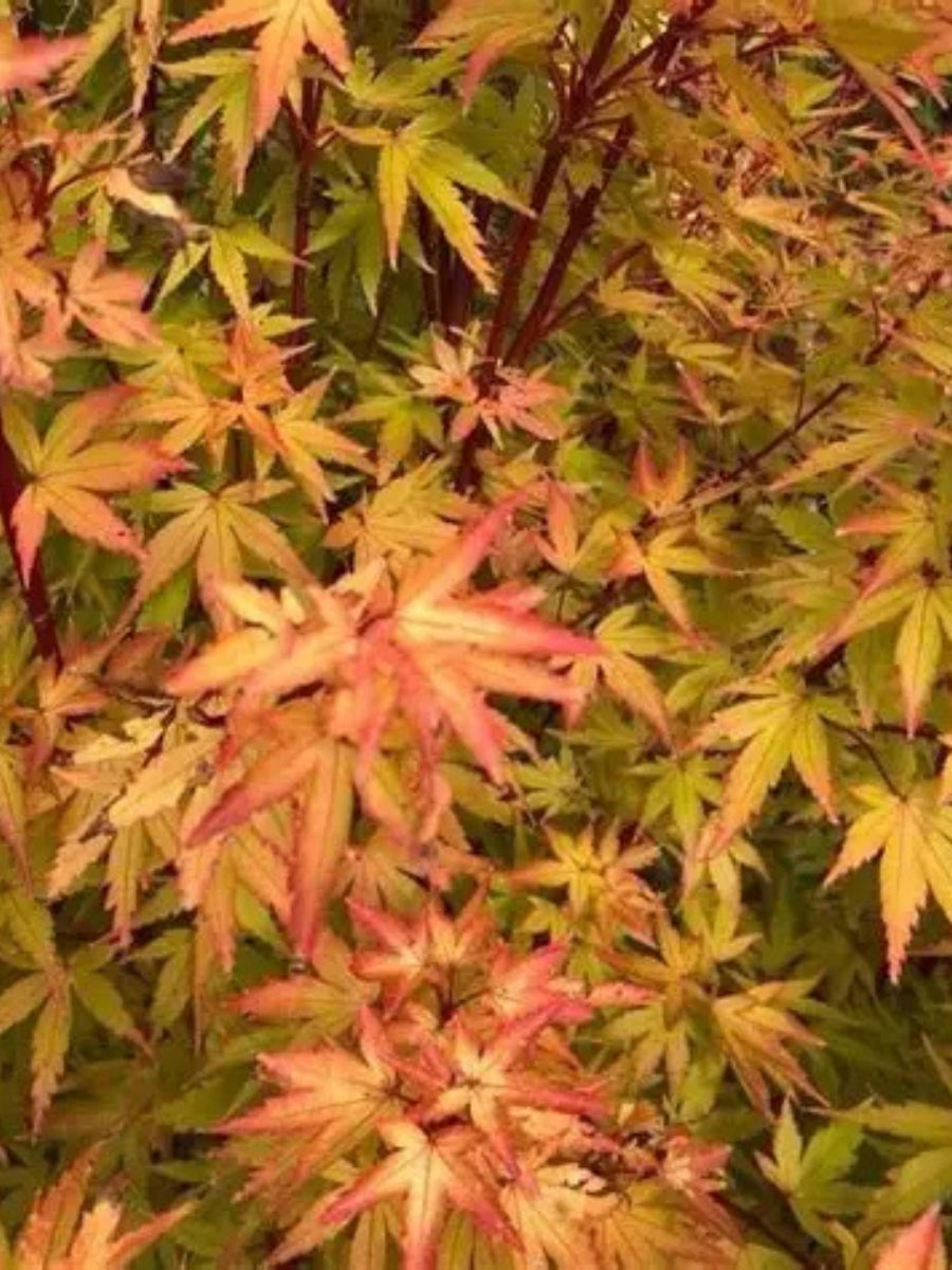 Japanese Maple | Acer palmatum 'Sango Kaku' 5G