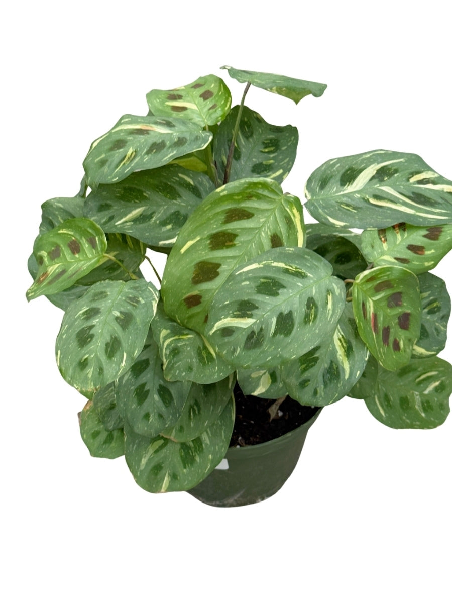 kim prayer plant 6 in. Maranta Beauty Kim Plant in Grower Pot
