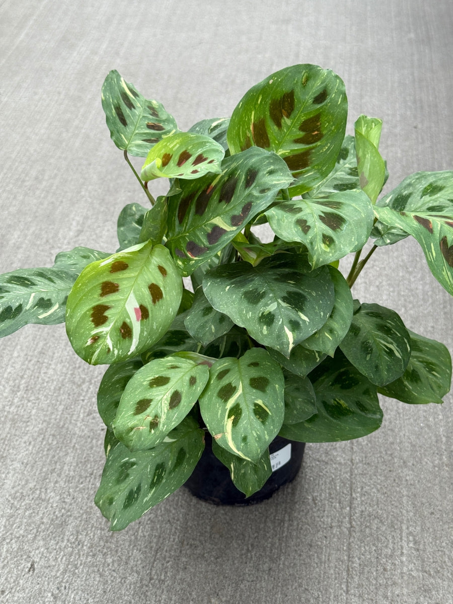 green prayer plant maranta Hirt's Green Prayer Plant - 4" Pot