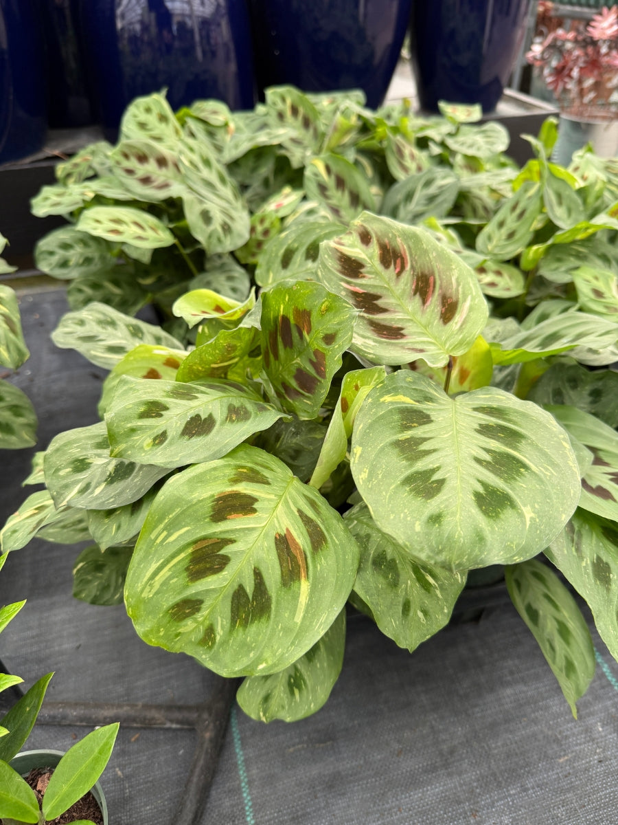 green prayer plant maranta Hirt's Green Prayer Plant - 4" Pot