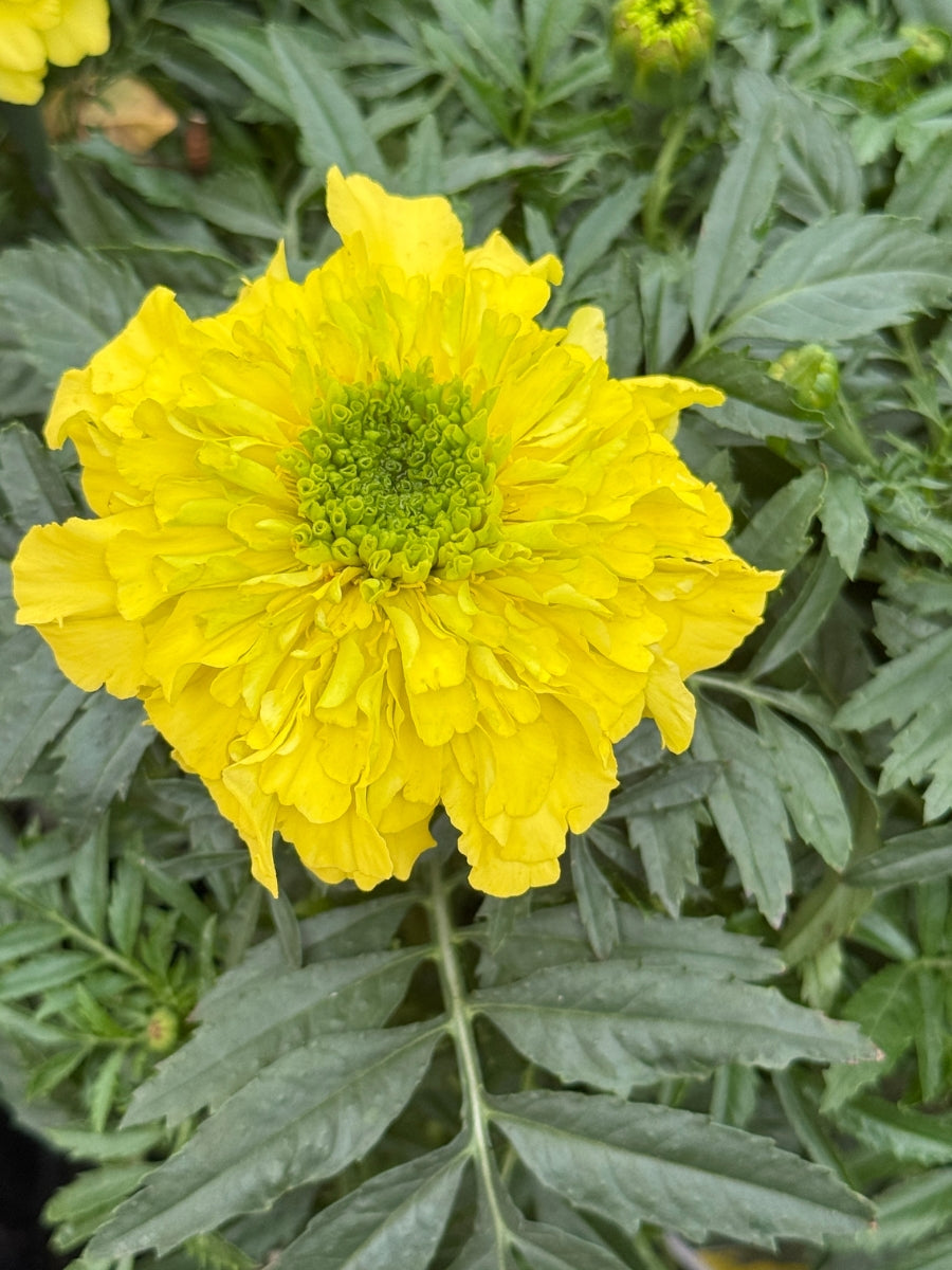 Marigold Inca Yellow Pack