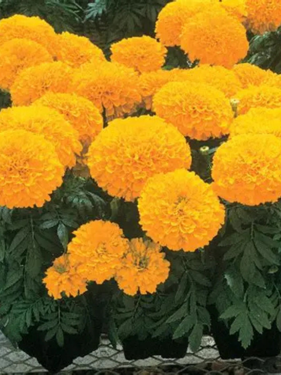 Marigold Inca II Gold