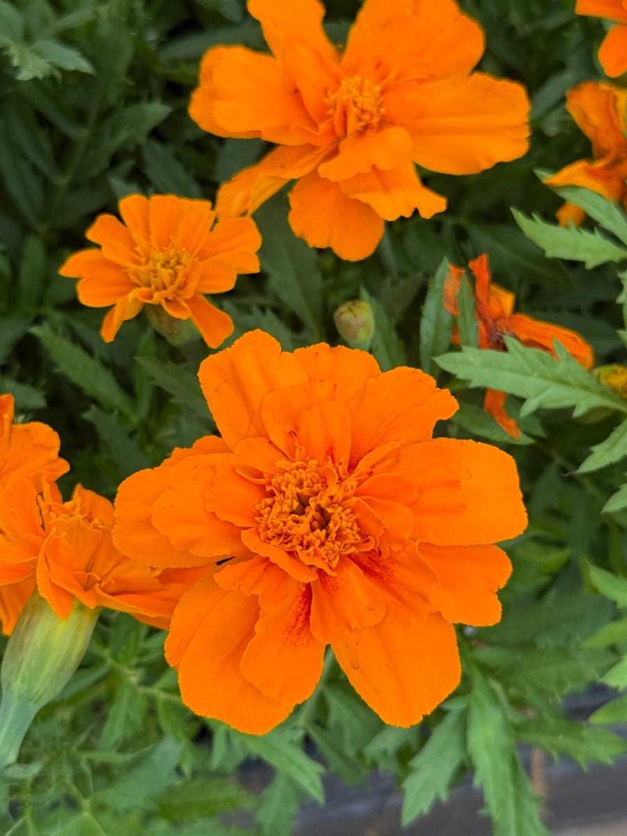 Marigold Durango Tangerine