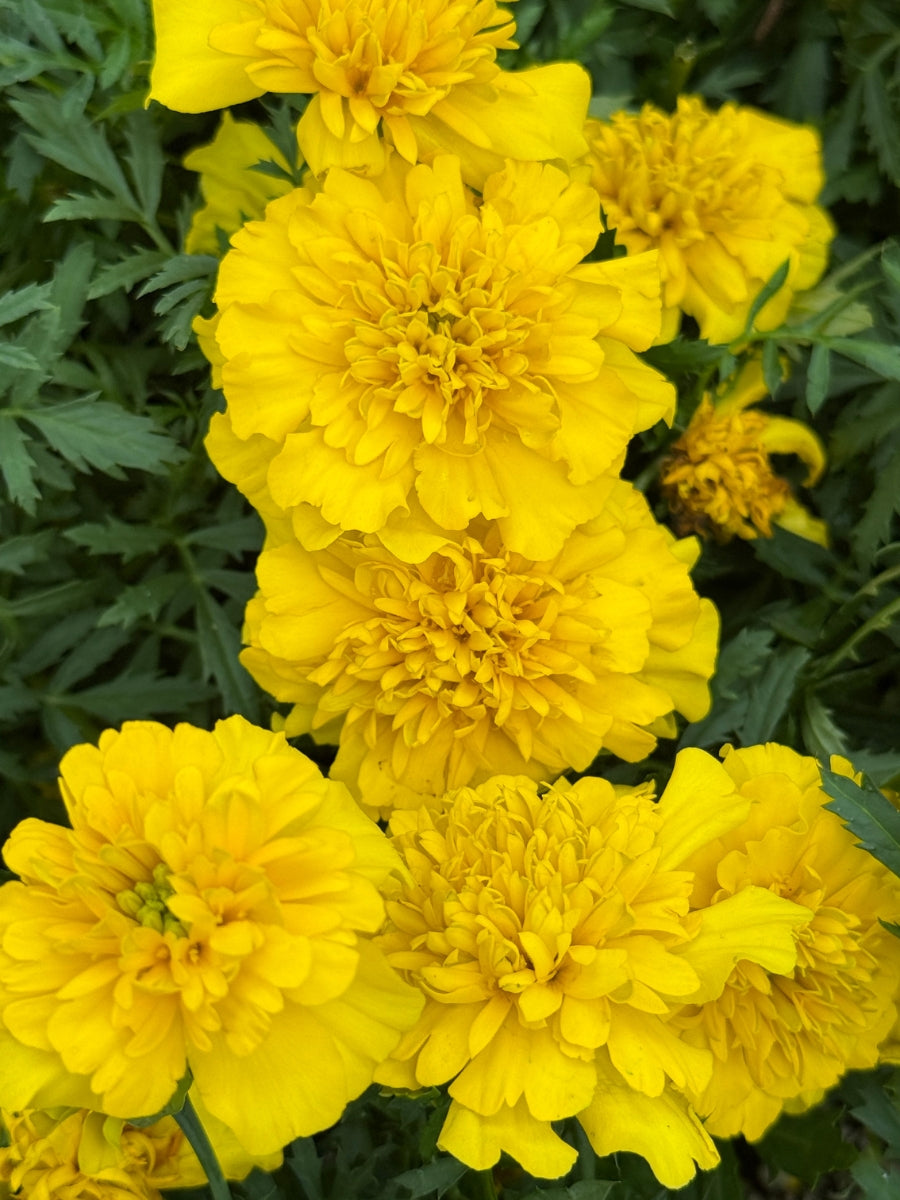 Marigold Bonanza™️ Yellow Pack
