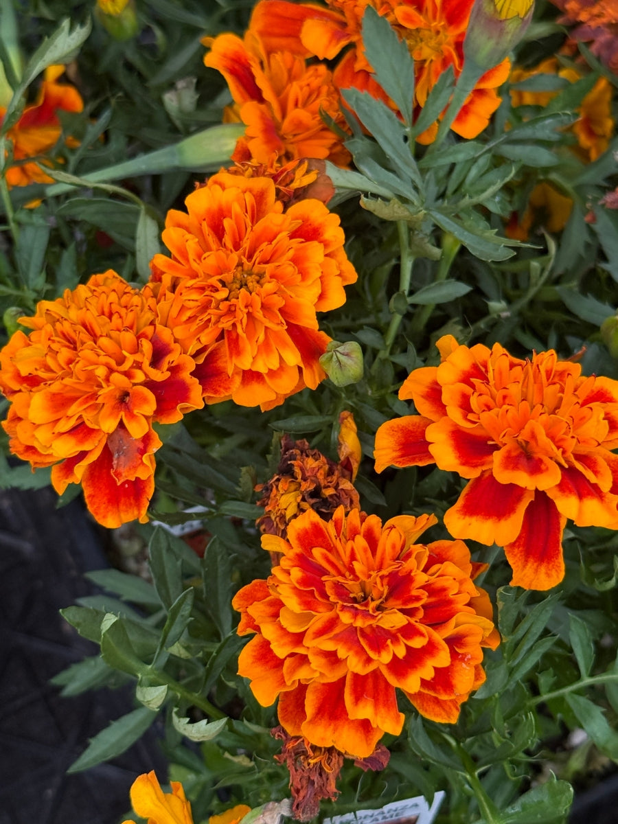 Marigold Bonanza Flame Pack
